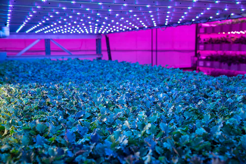 Growing bed